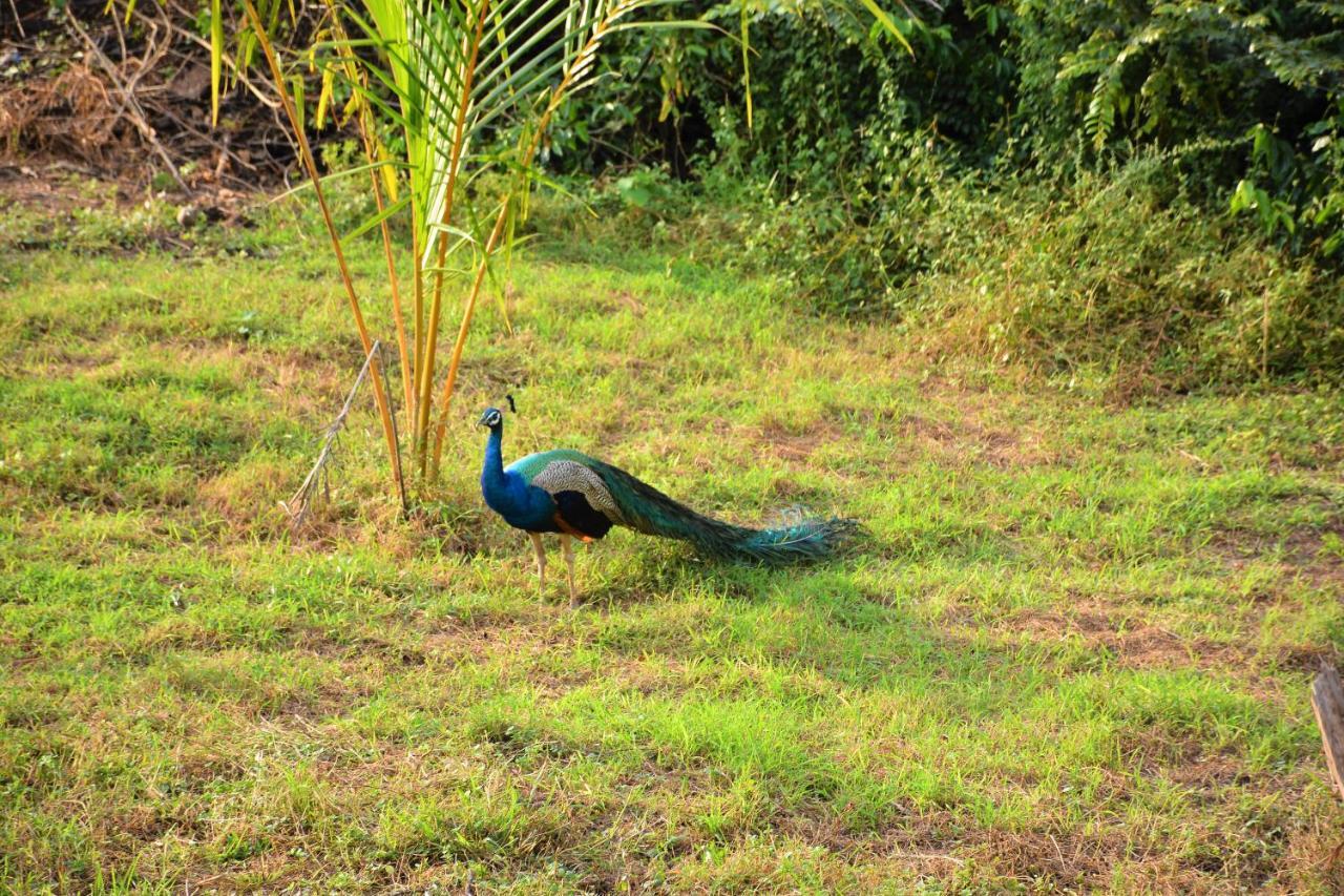 Ashansa Lagoon Resort Tangalle Exteriör bild